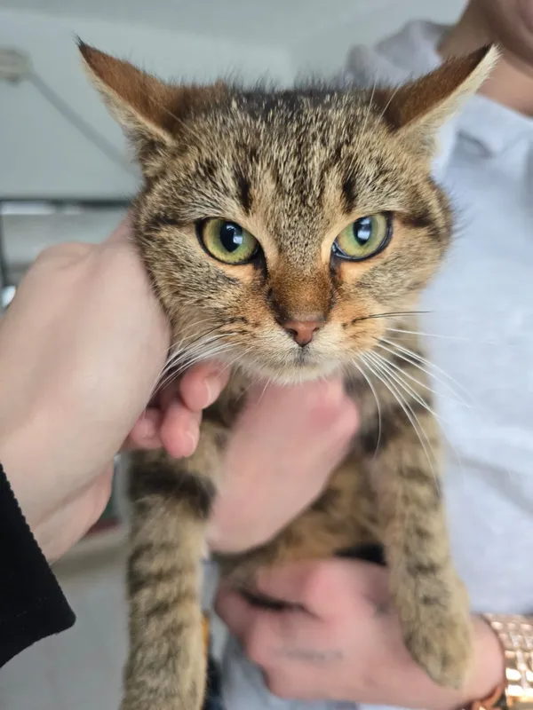 Kot do adopcji, Czartki, 12 stycznia 2026 (2/2)