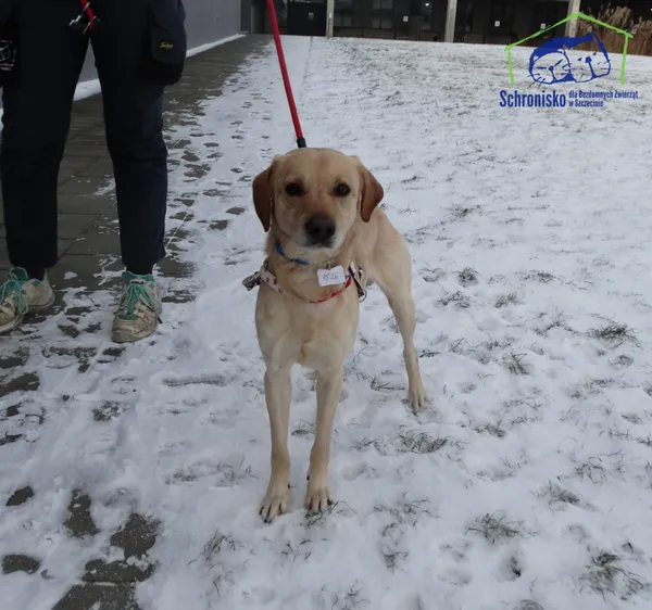Znaleziono psa, Szczecin, 10 stycznia 2025 (1/2)