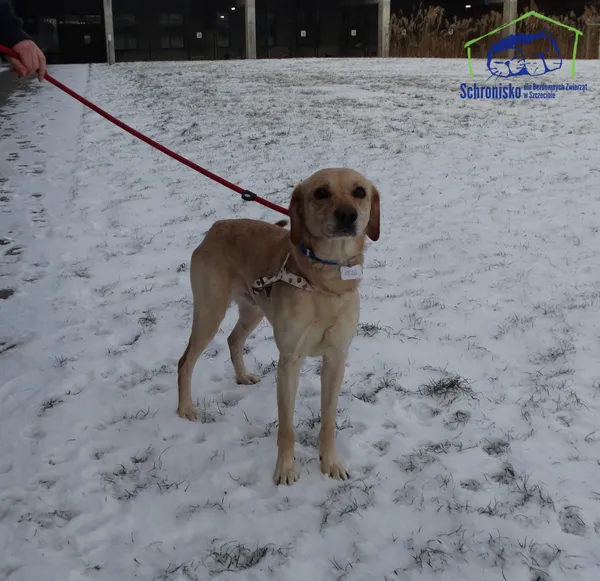 Znaleziono psa, Szczecin, 10 stycznia 2025 (2/2)