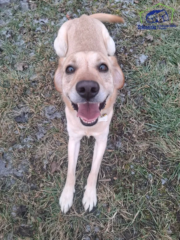 Znaleziono psa, Szczecin, 10 stycznia 2025 (1/3)