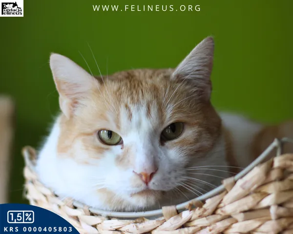 Kot do adopcji, Rzeszów, 12 stycznia 2026 (1/4)