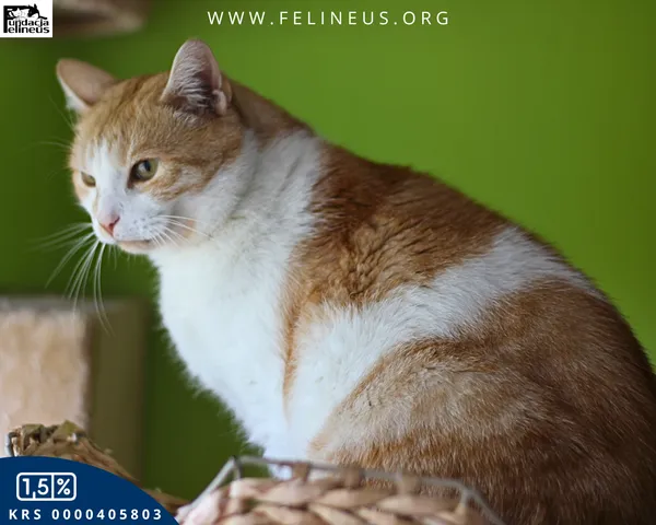 Kot do adopcji, Rzeszów, 12 stycznia 2026 (4/4)