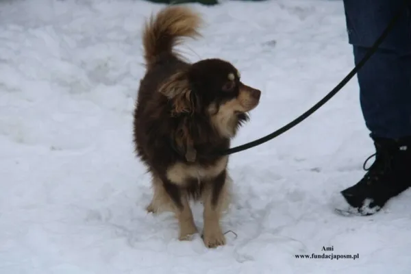 Pies do adopcji, Nowy Dwór Mazowiecki, 12 stycznia 2026 (3/5)