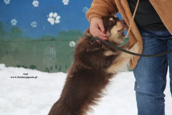 Pies do adopcji, Nowy Dwór Mazowiecki, 12 stycznia 2026 (4/5)