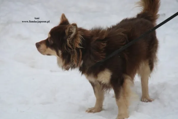 Pies do adopcji, Nowy Dwór Mazowiecki, 12 stycznia 2026 (5/5)