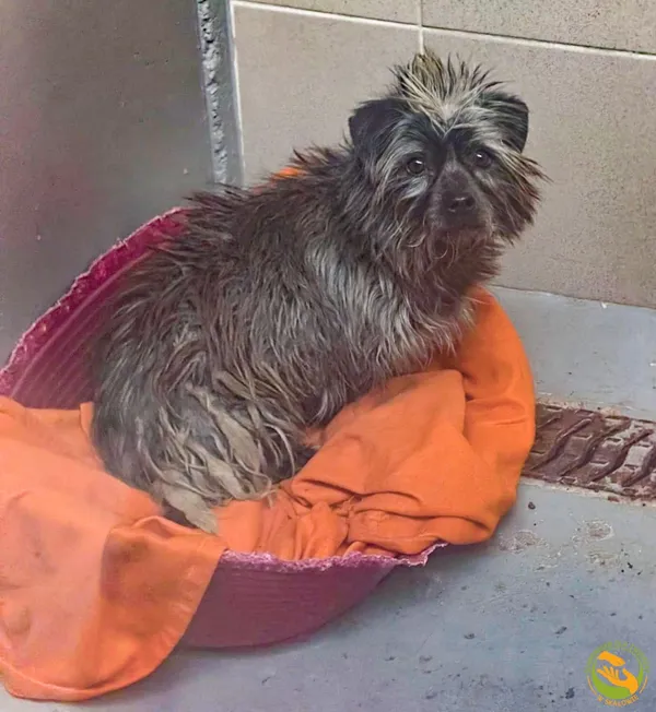 Znaleziono psa, Skałowo, 12 stycznia 2026