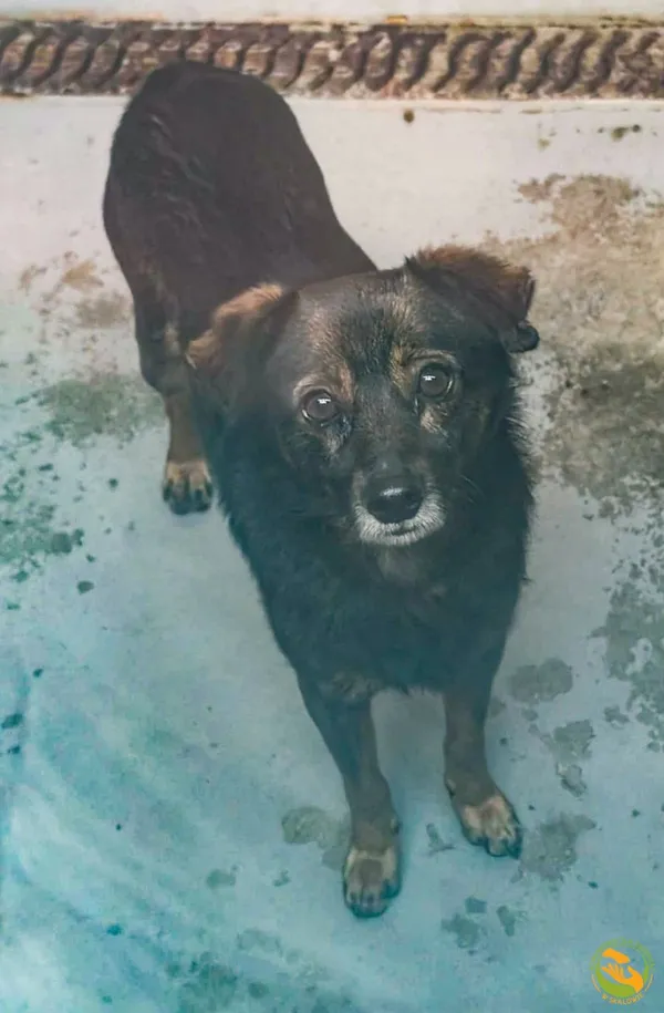 Znaleziono psa, Skałowo, 12 stycznia 2026