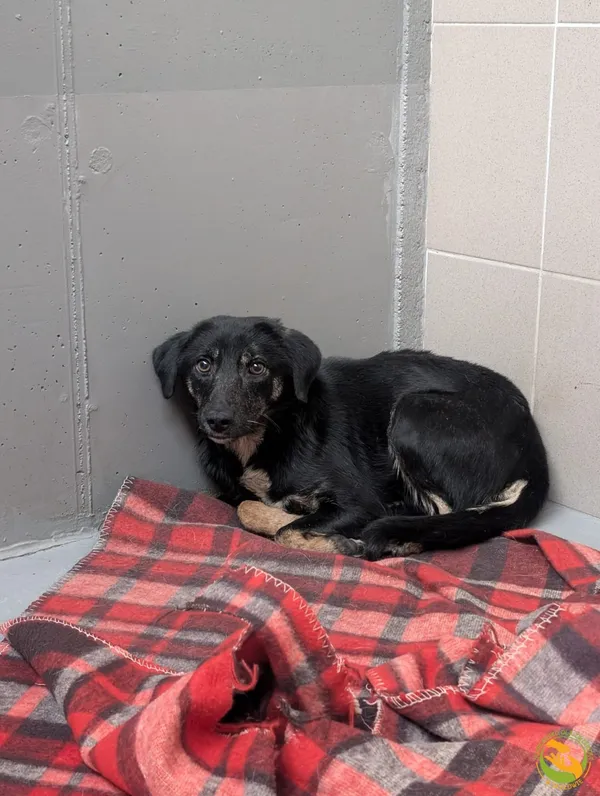 Znaleziono psa, Skałowo, 12 stycznia 2026 (2/2)