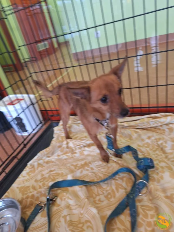 Znaleziono psa, Skałowo, 12 stycznia 2026 (1/2)