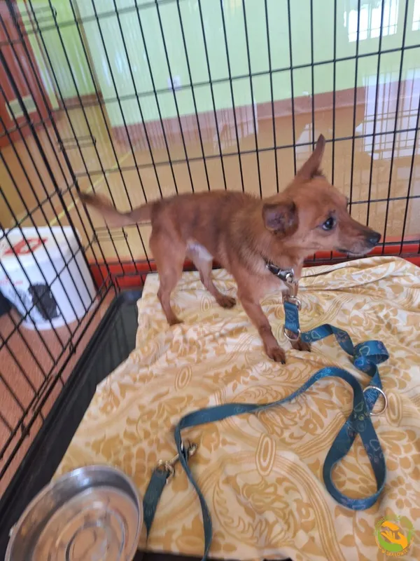 Znaleziono psa, Skałowo, 12 stycznia 2026 (2/2)