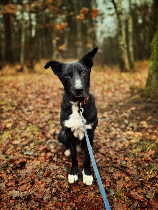 Pies do adopcji, Dłużyna Górna, 12 stycznia 2026 (1/5)