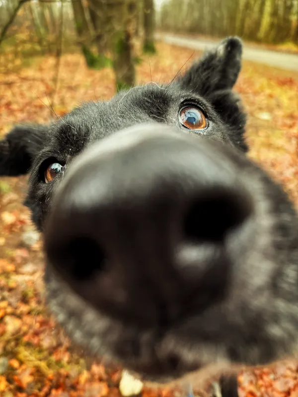 Pies do adopcji, Dłużyna Górna, 12 stycznia 2026 (2/5)