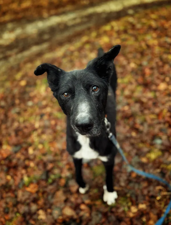 Pies do adopcji, Dłużyna Górna, 12 stycznia 2026 (4/5)