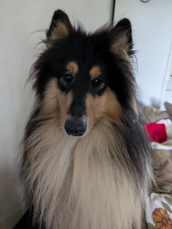 Zaginął pies, Łódź, 12 stycznia 2026