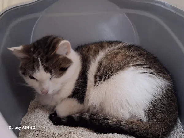 Kot do adopcji, Orzechowce, 10 stycznia 2026