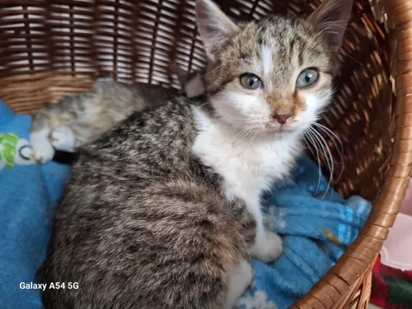 Kot do adopcji, Orzechowce, 10 stycznia 2026