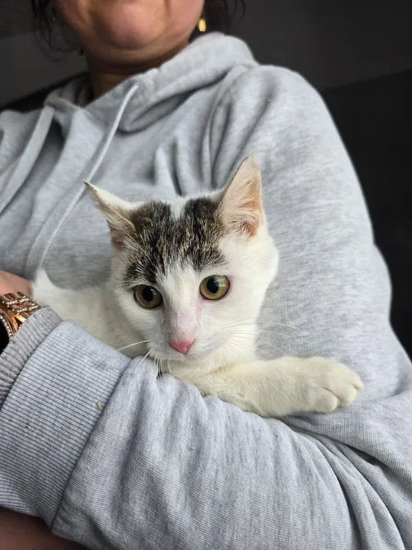 Pies do adopcji, Czartki, 12 stycznia 2026 (2/2)