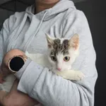Pies do adopcji