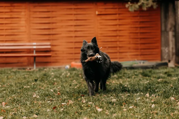 Pies do adopcji, Czartki, 12 stycznia 2026 (4/5)