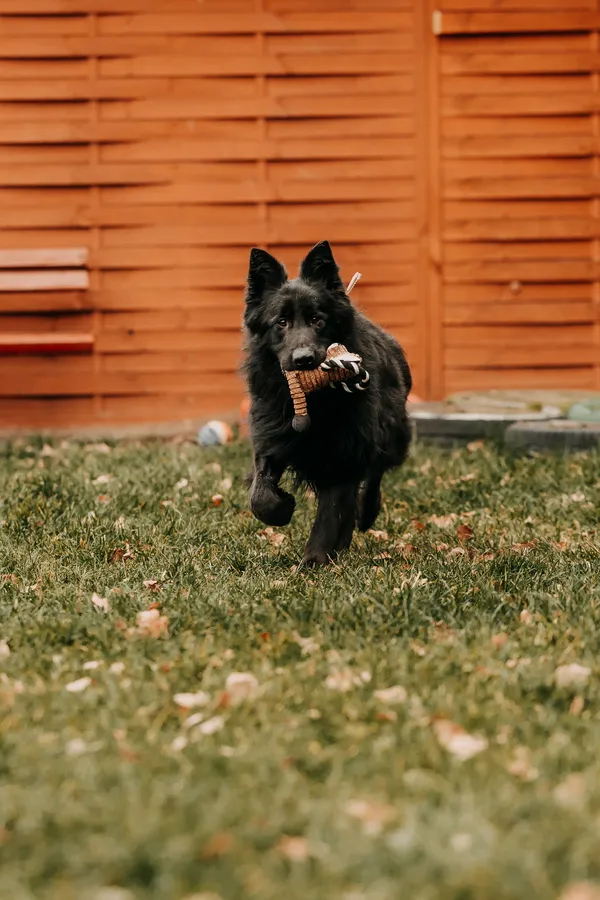 Pies do adopcji, Czartki, 12 stycznia 2026 (2/5)