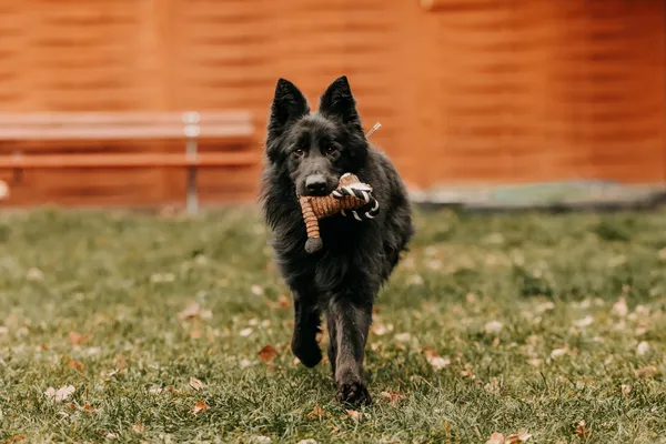 Pies do adopcji, Czartki, 12 stycznia 2026 (3/5)