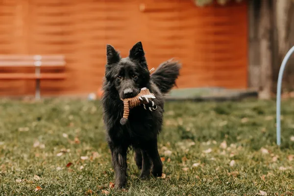 Pies do adopcji, Czartki, 12 stycznia 2026 (5/5)