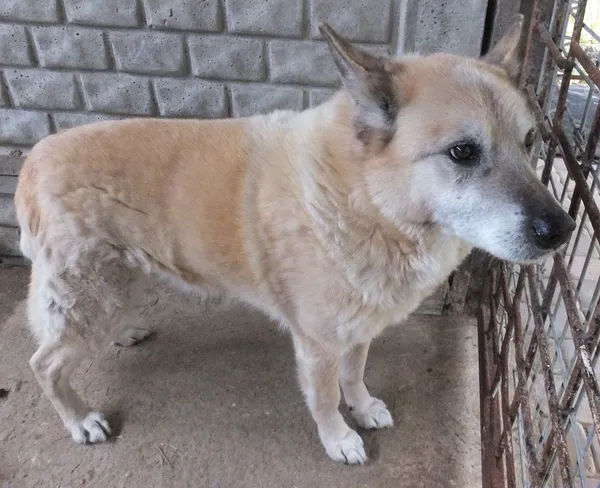 Znaleziono psa, Nowa Krępa, 19 grudnia 2025