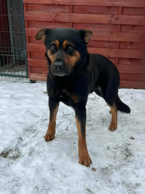 Znaleziono psa, Czartki, 12 stycznia 2026