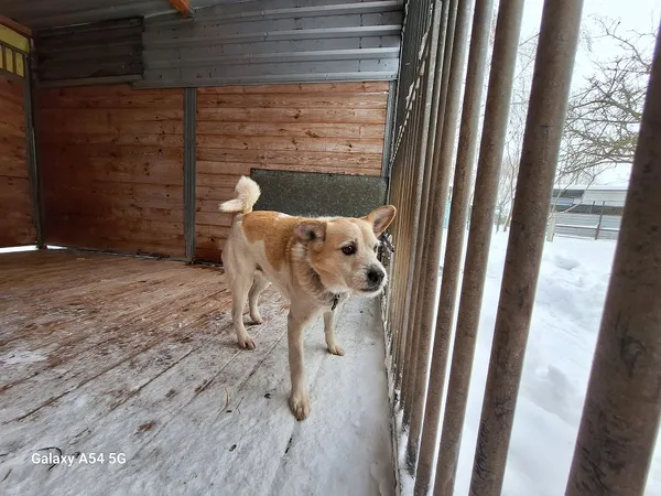 Pies do adopcji, Orzechowce, 10 stycznia 2026 (1/2)