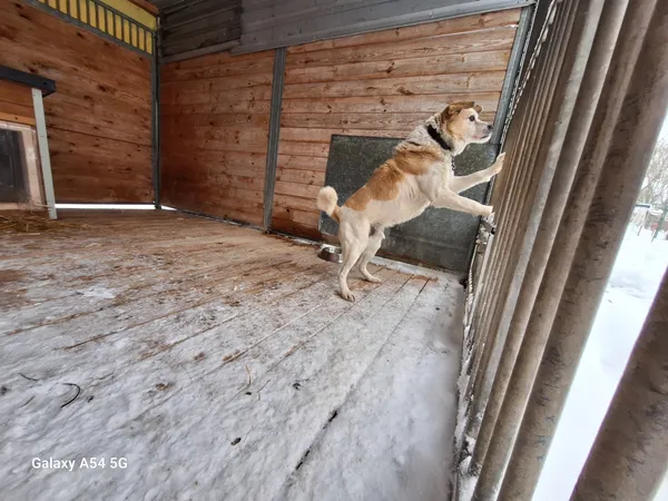 Pies do adopcji, Orzechowce, 10 stycznia 2026 (2/2)