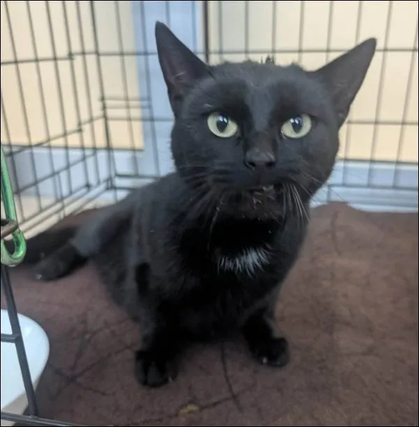 Znaleziono kota, Grudziądz, 12 stycznia 2026