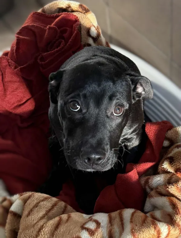 Pies do adopcji, Bydgoszcz, 12 stycznia 2026 (1/2)