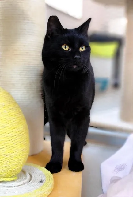 Kot do adopcji, Piła, 21 listopada 2025 (1/3)