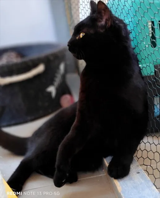 Kot do adopcji, Piła, 21 listopada 2025 (2/3)