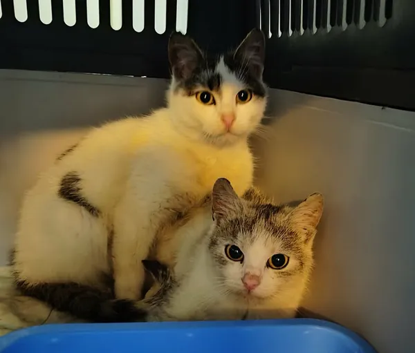 Znaleziono kota, Lublin, 9 stycznia 2026