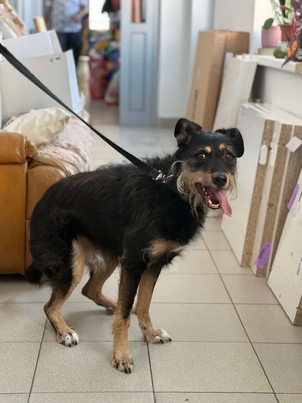 Znaleziono psa, Lublin, 12 stycznia 2026