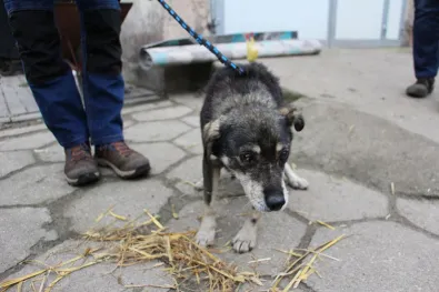 Pies do adopcji, Oborniki, 15 grudnia 2025