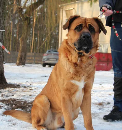 Pies do adopcji, Oborniki, 2 grudnia 2025