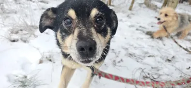 Pies do adopcji, Oborniki, 11 grudnia 2025