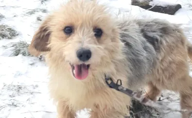 Pies do adopcji, Oborniki, 11 grudnia 2025