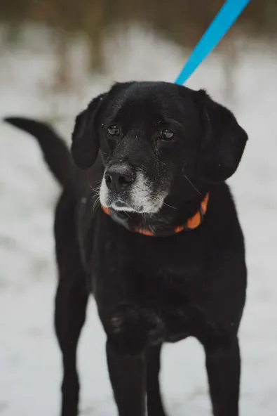Pies do adopcji, Oborniki, 9 października 2025