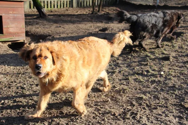 Pies do adopcji, Oborniki, 30 grudnia 2024 (2/5)