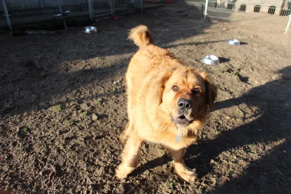 Pies do adopcji, Oborniki, 30 grudnia 2024 (4/5)