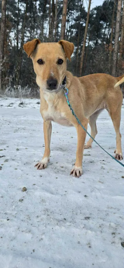 Pies do adopcji, Oborniki, 23 grudnia 2025