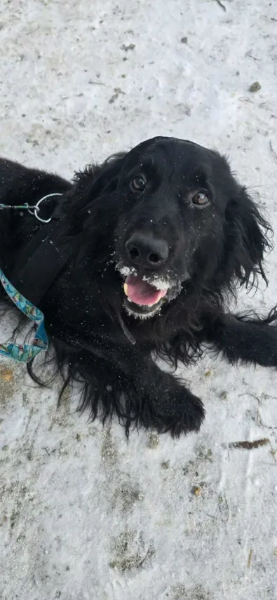 Pies do adopcji, Oborniki, 18 grudnia 2025