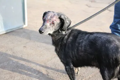 Pies do adopcji, Oborniki, 30 grudnia 2025