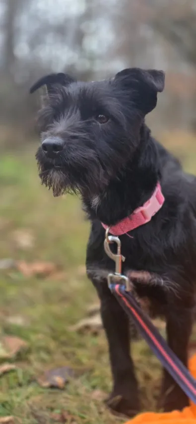 Pies do adopcji, Oborniki, 24 listopada 2025