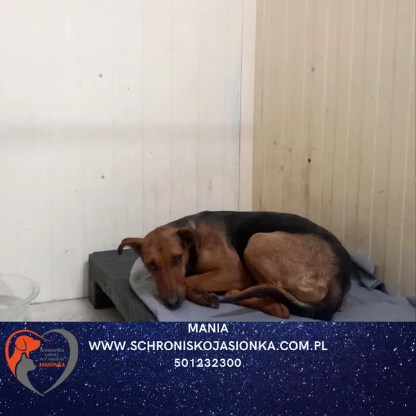 Pies do adopcji, Dębniak, 10 stycznia 2026