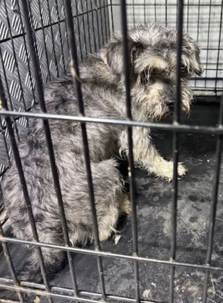 Znaleziono psa, Radom, 11 stycznia 2026