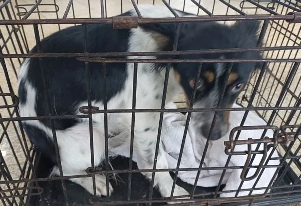 Znaleziono psa, Radom, 10 stycznia 2026